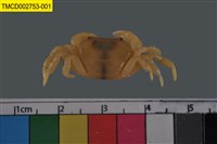 藏品(澤蟹屬)的圖片